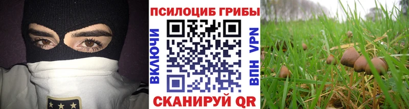 цены   Орехово-Зуево  Галлюциногенные грибы Psilocybe 